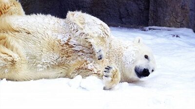 ホッキョクグマ