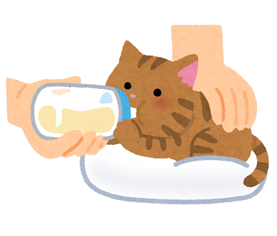 子猫