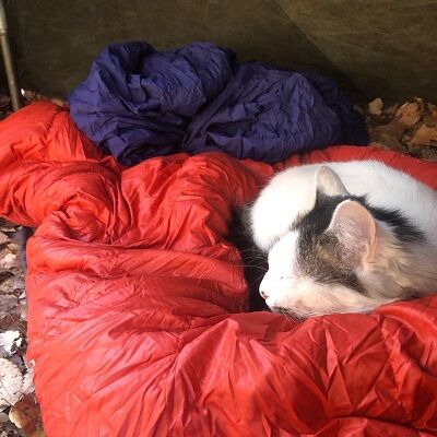 ヒロシ猫2