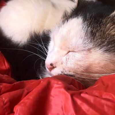 ヒロシ猫3