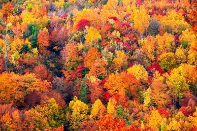 紅葉