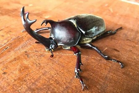 カブトムシ